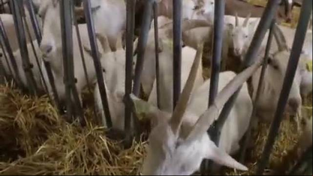 A mature is a gangbang in the farmhouse next to the goats